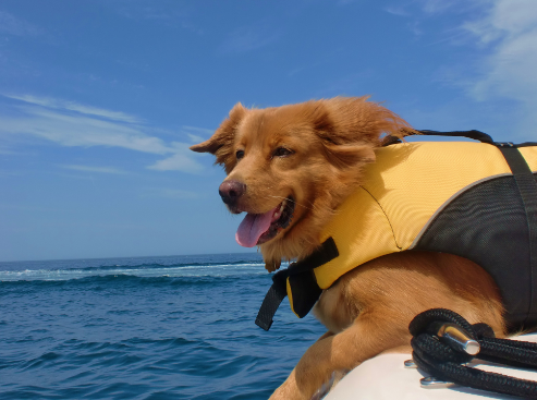 happy dog on a boat