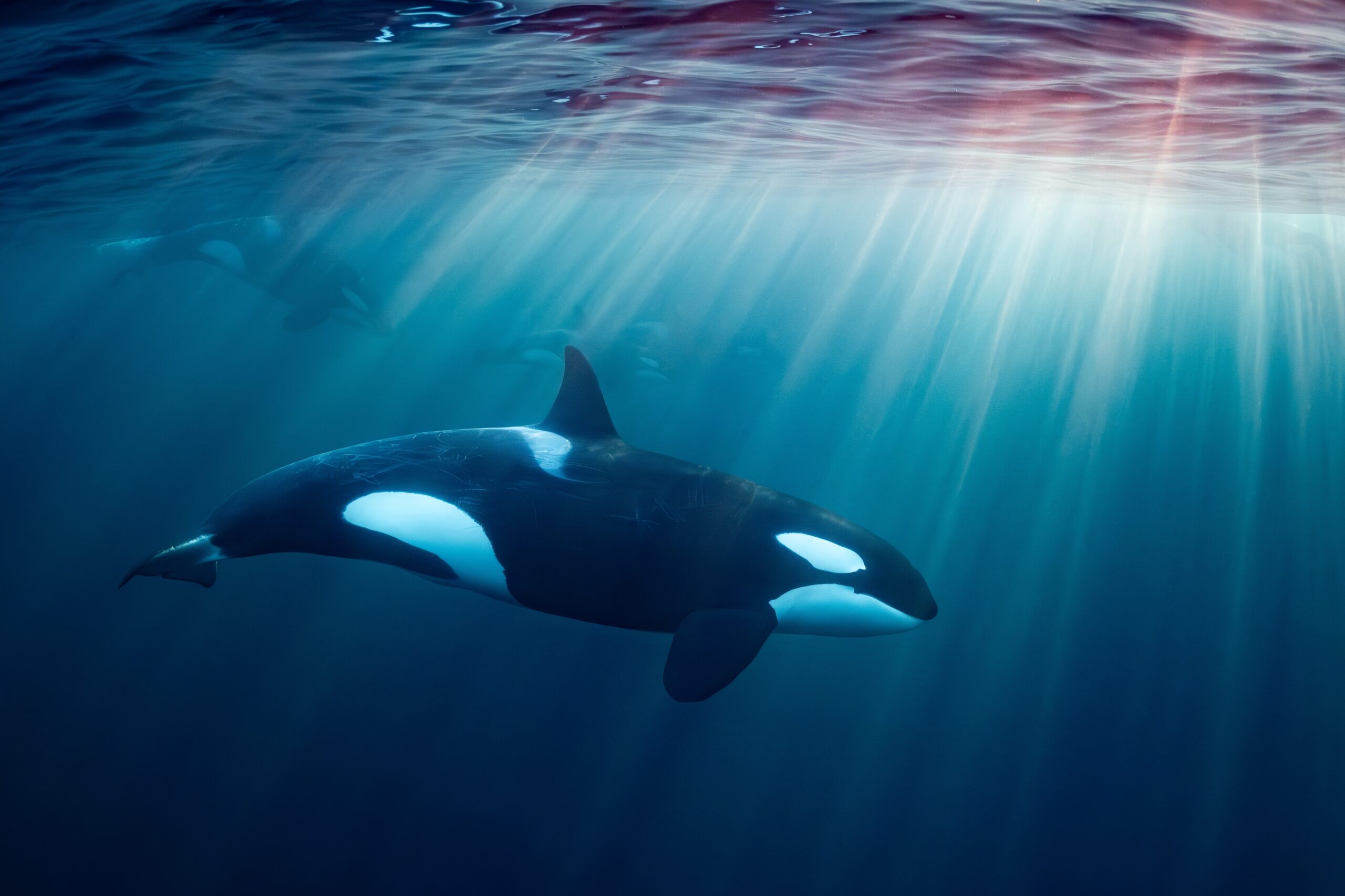 orca under water with sunbeam