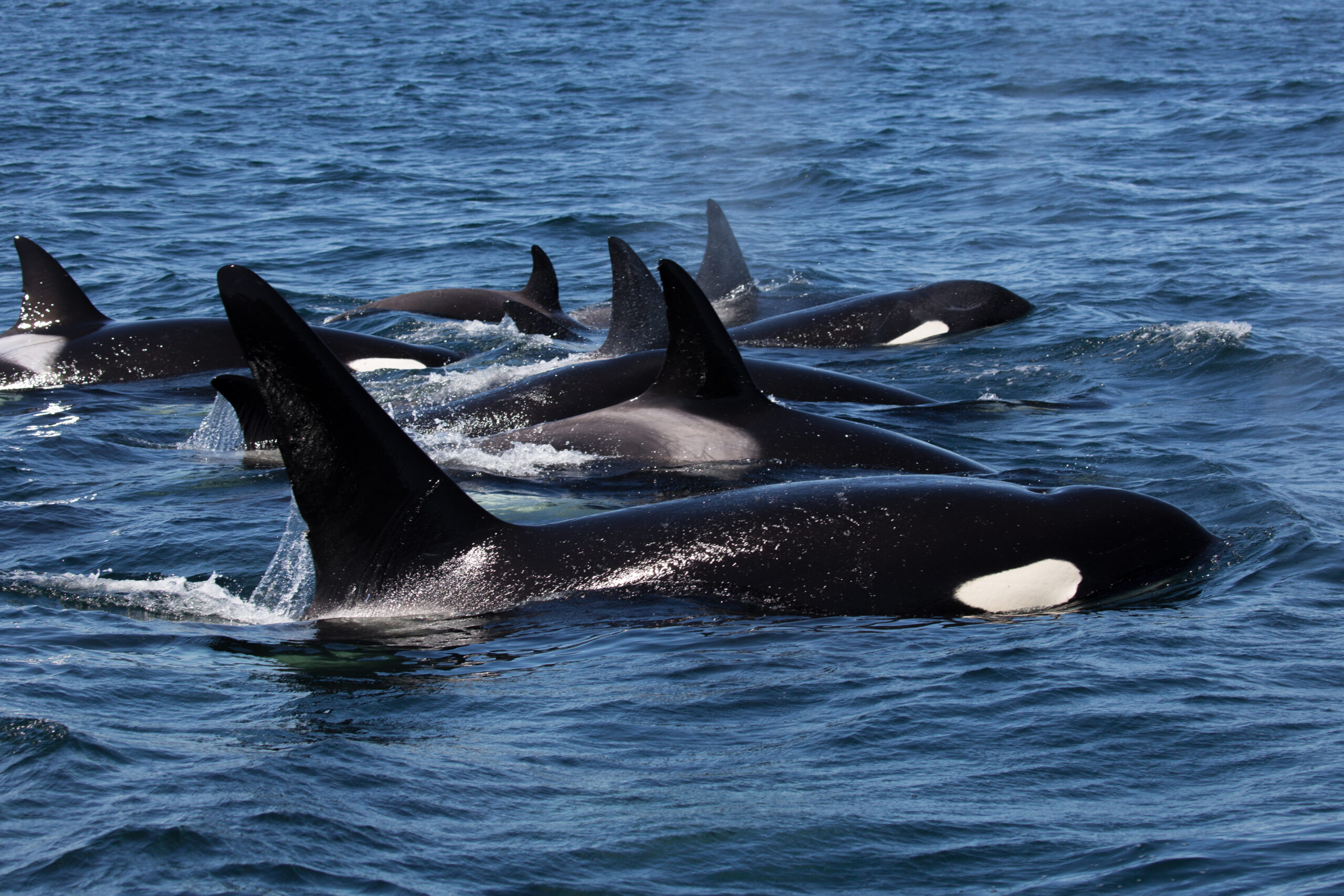 orca pod