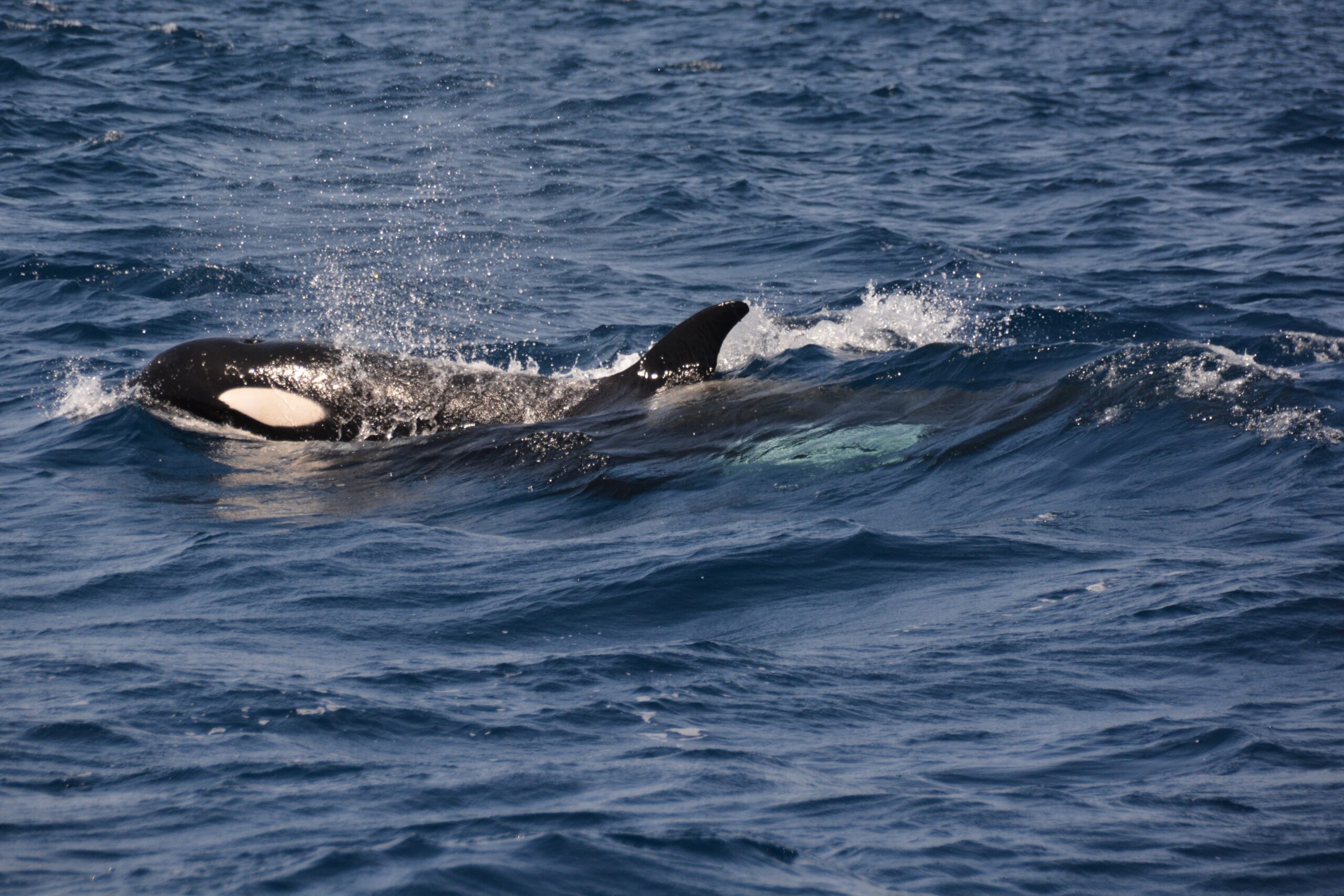 orca in the straights of gibraltar