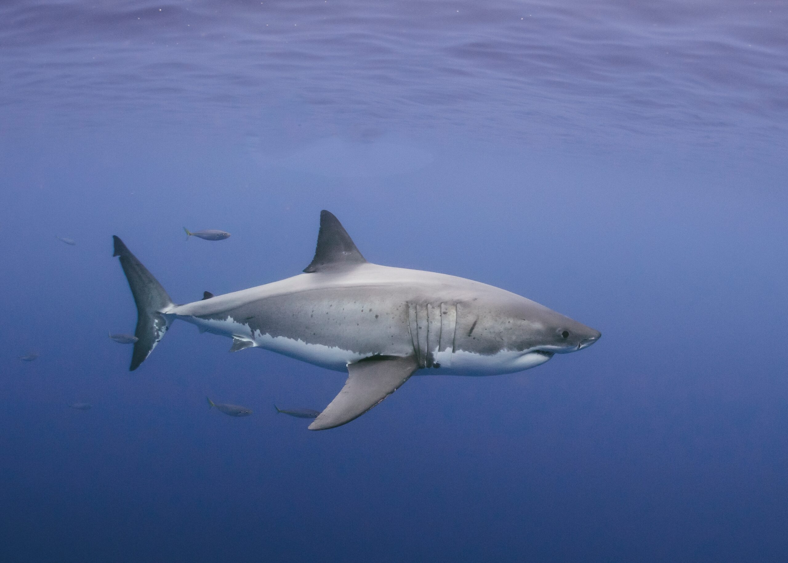 great white shark