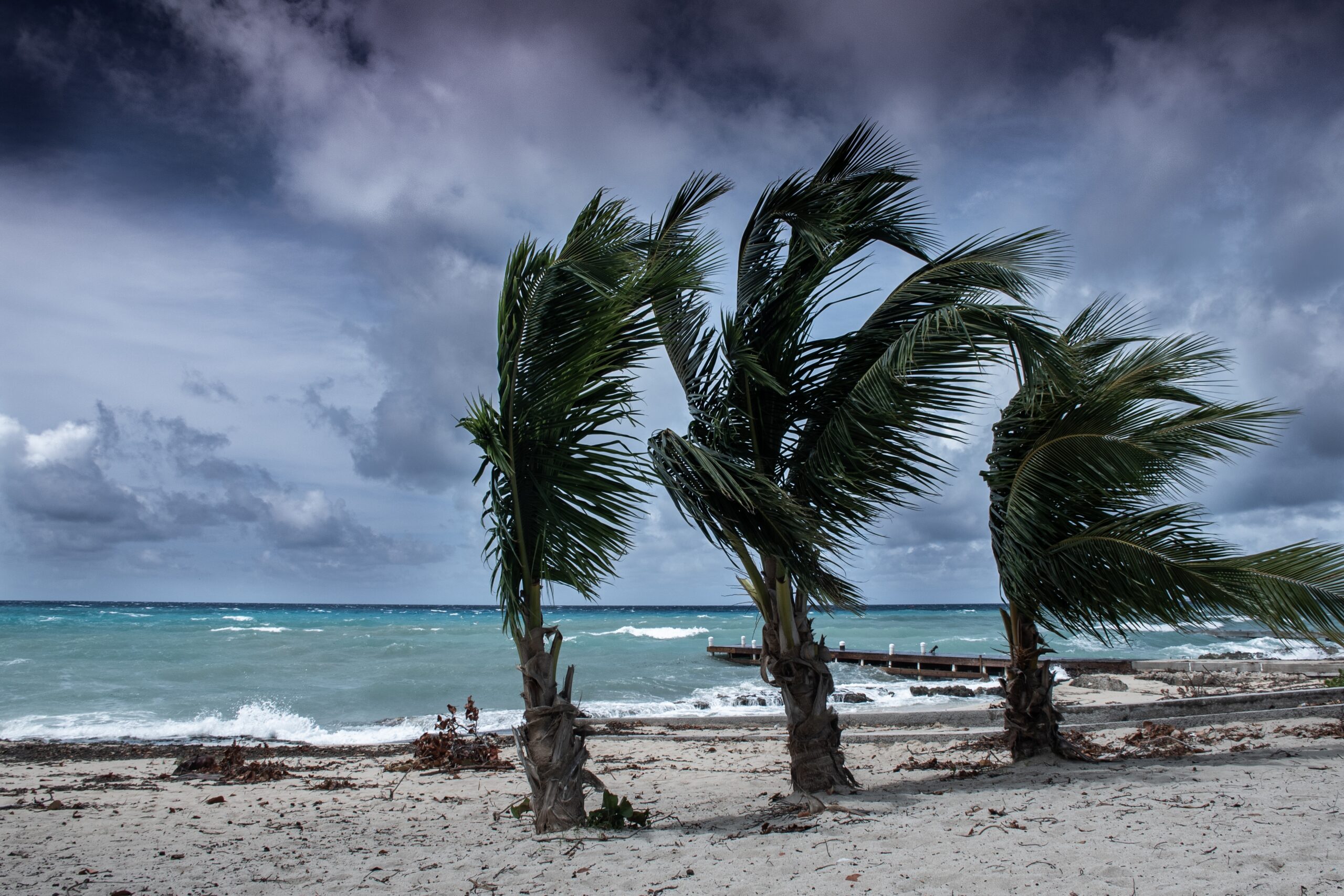 tropical storm beach and palm trees