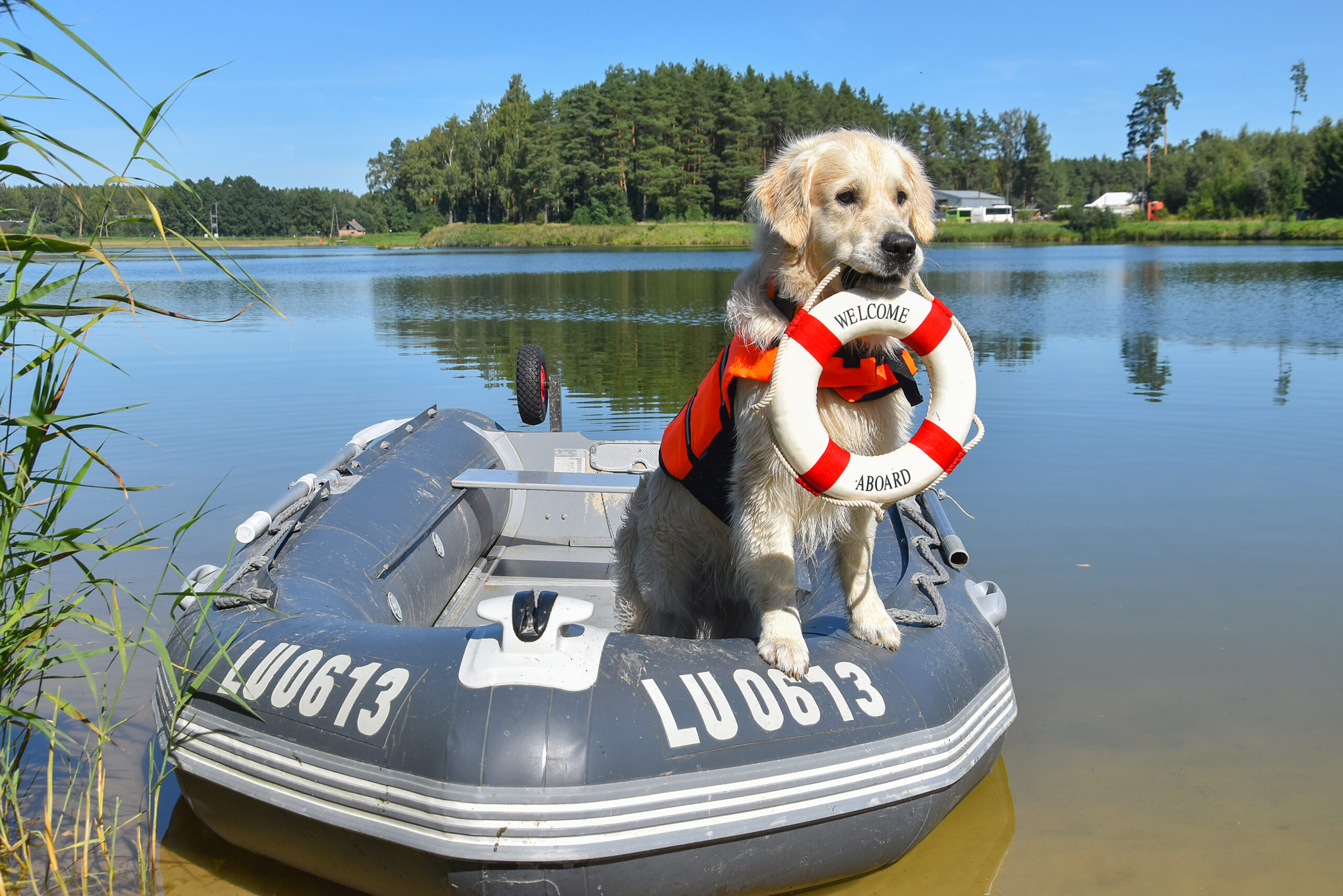 dog holding a flotation device on a boat 