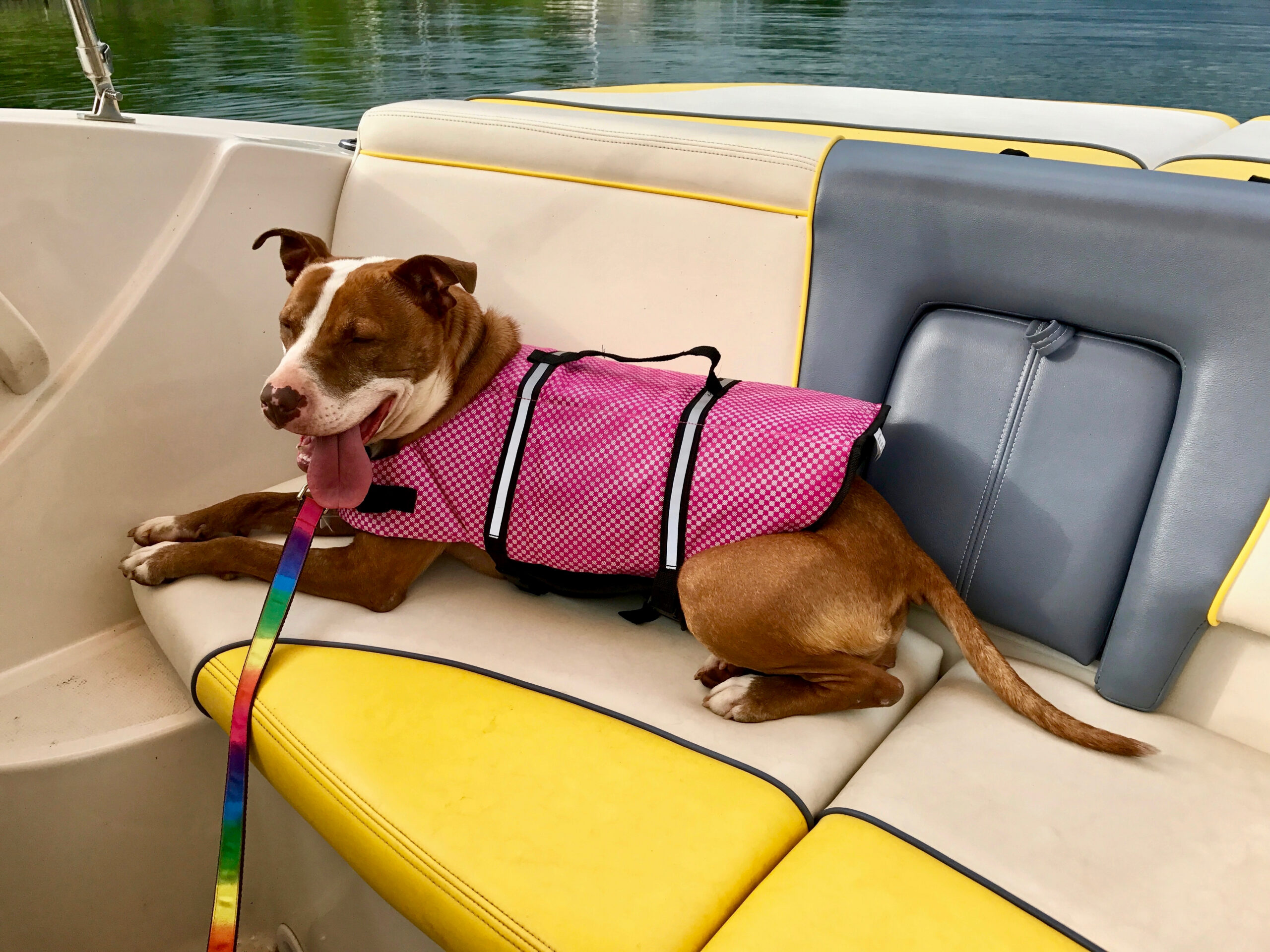 Dog on a boat with a pink vest and leash 