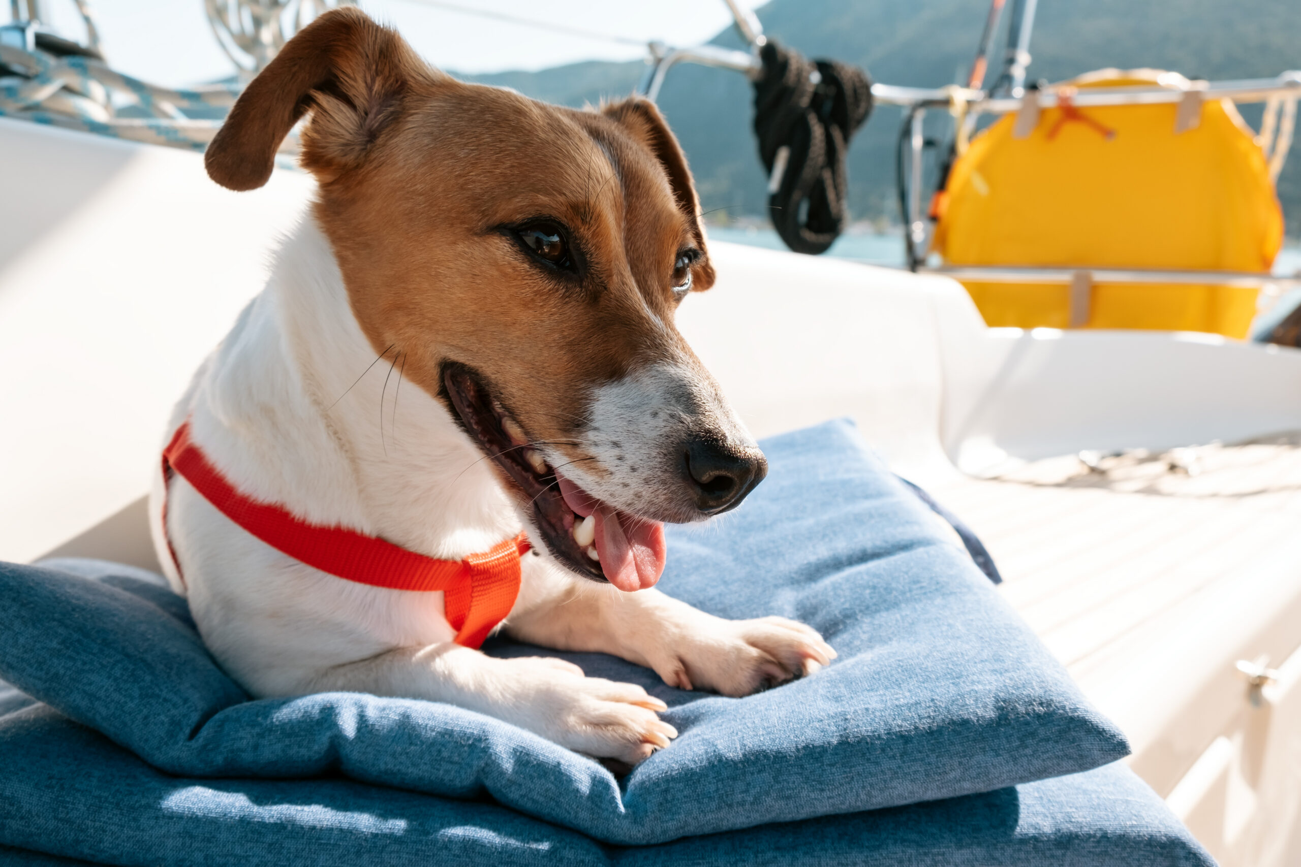 dog laying on a bed on a boat 