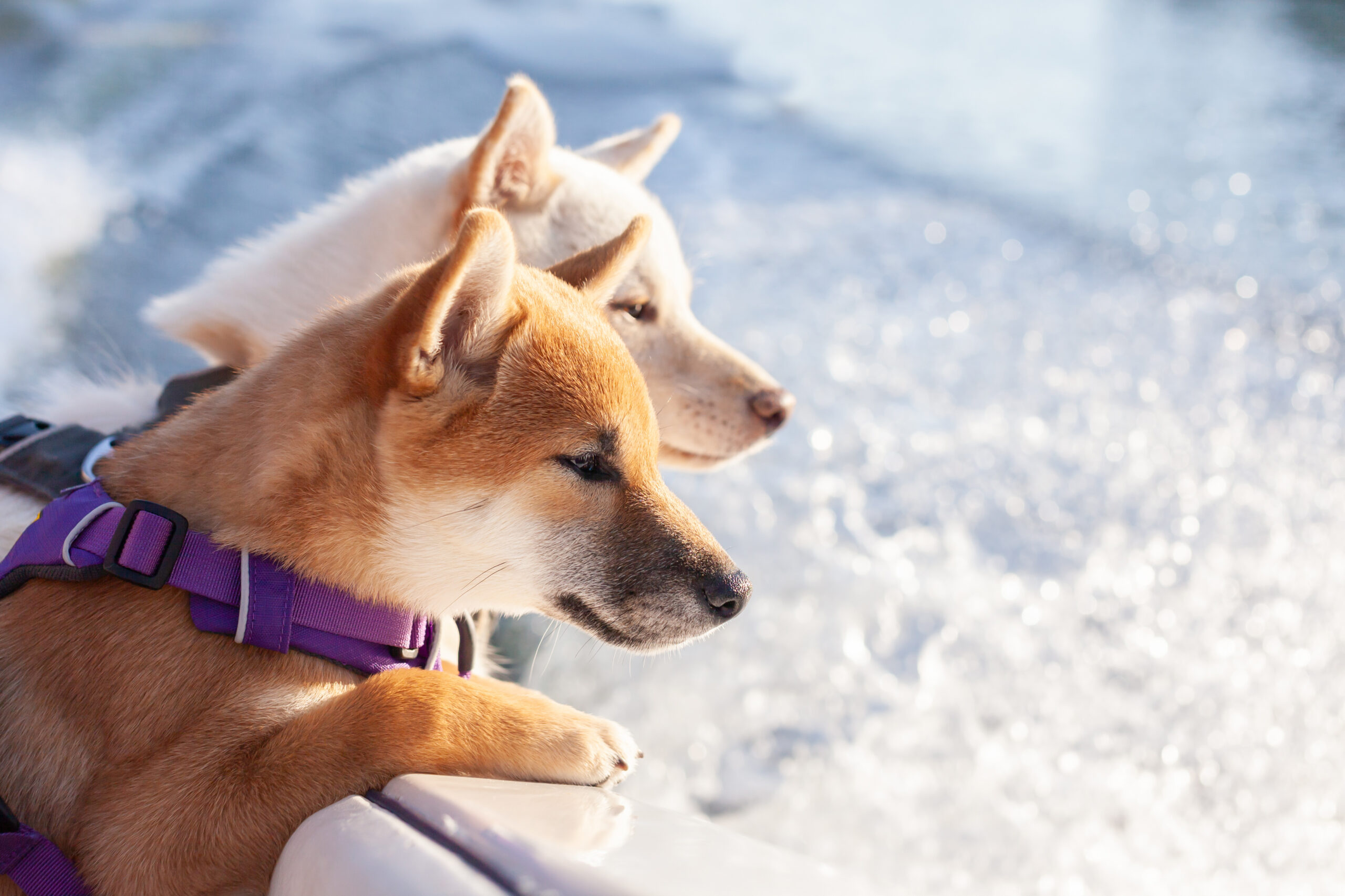 Two dog looking over the edge of a boat 