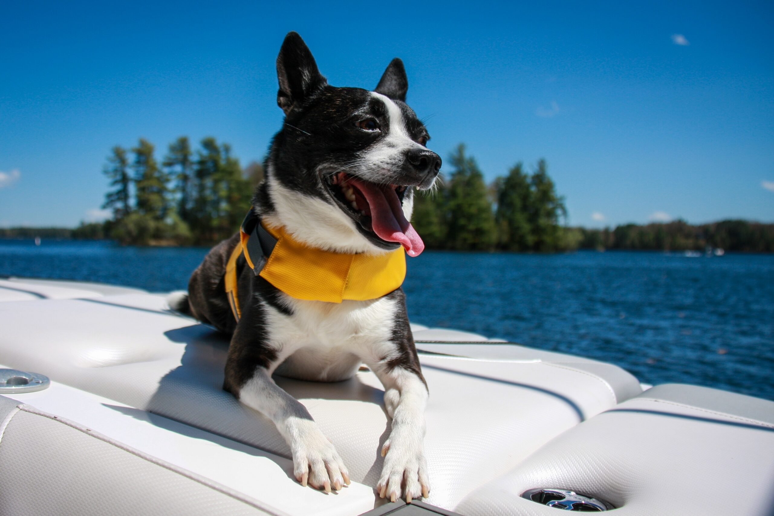 black and white dog happy in the sun on a boat