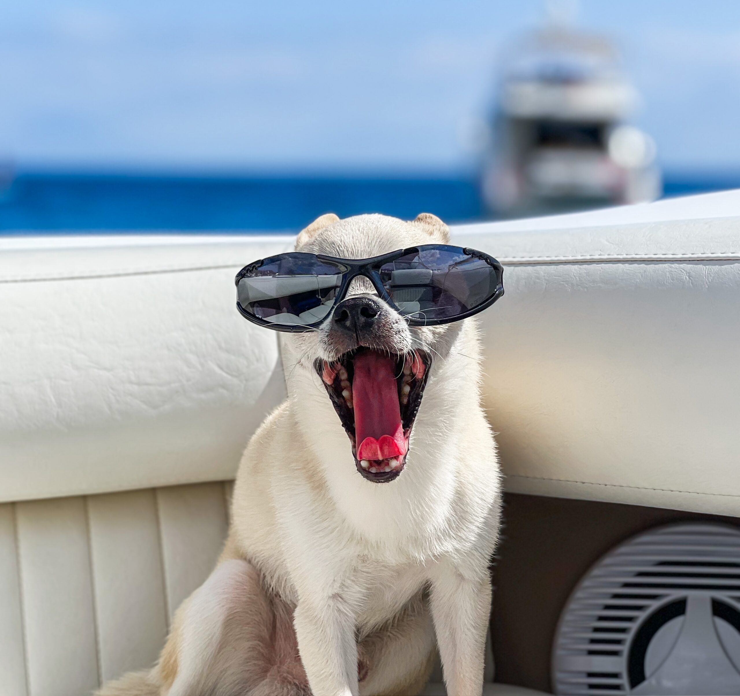 little white dog wearing sunglasses on a boat