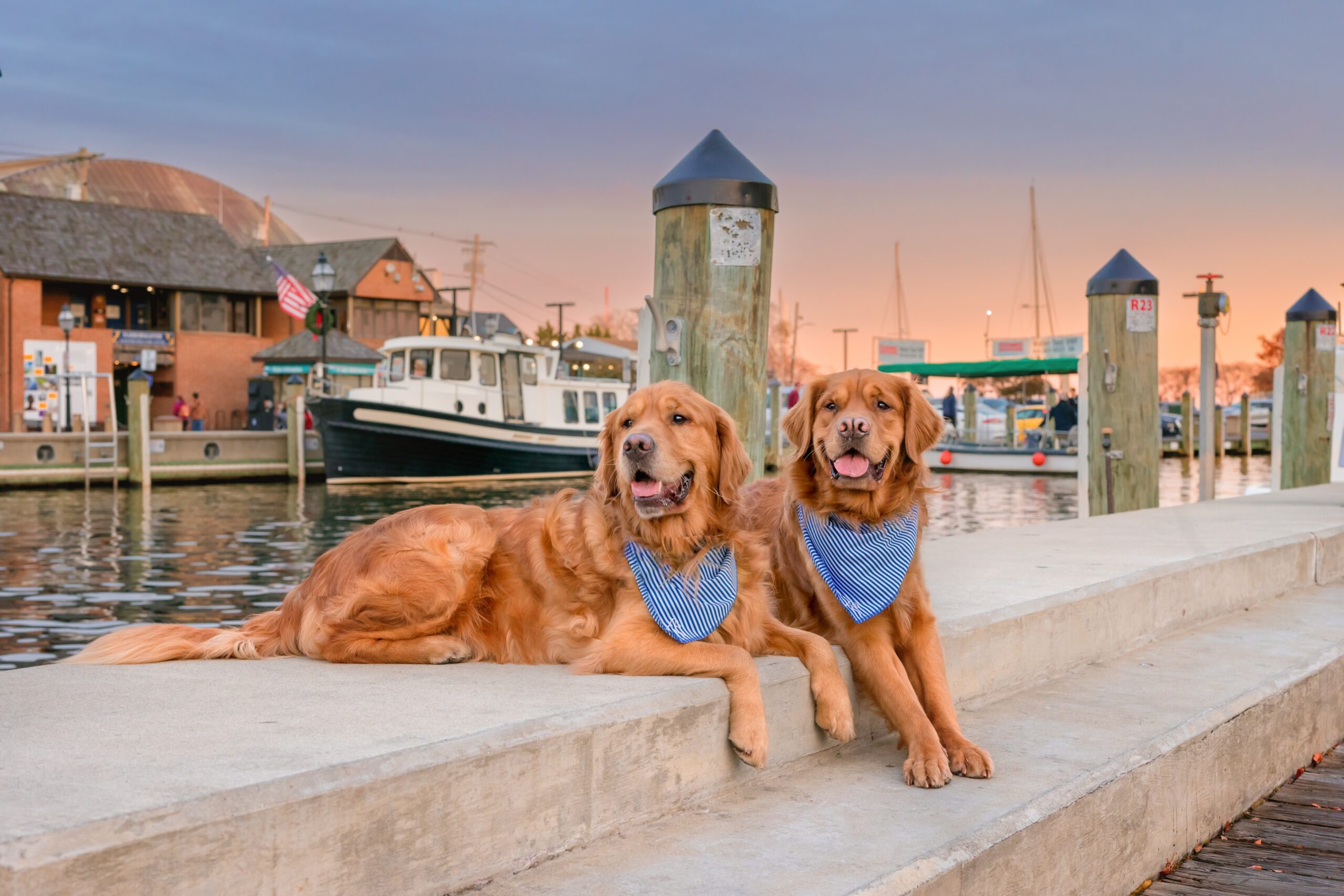 Two golden retrievers on a dog 