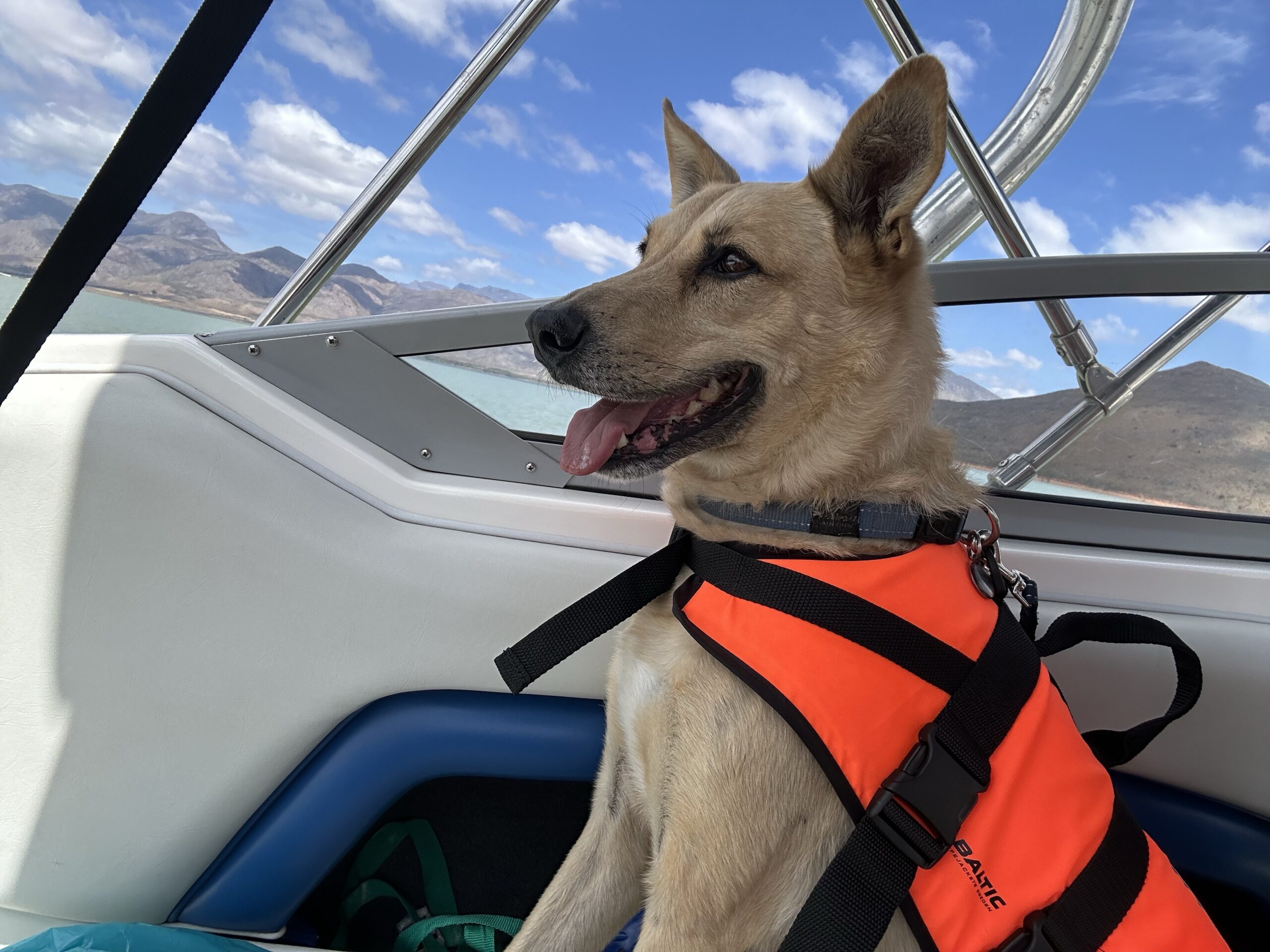Dog alert on a boat 