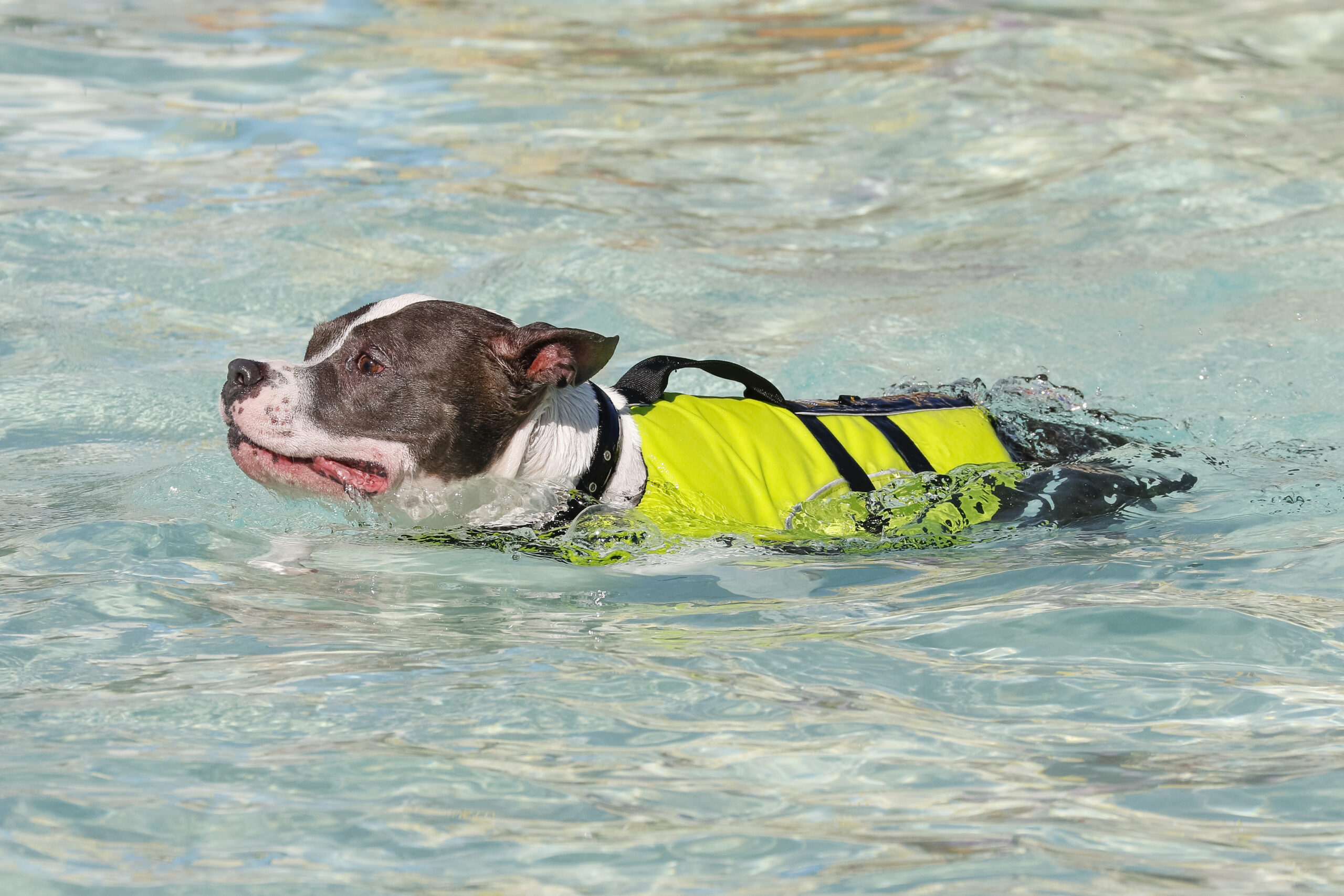 pitbull dog swimming with a lifejacket on 