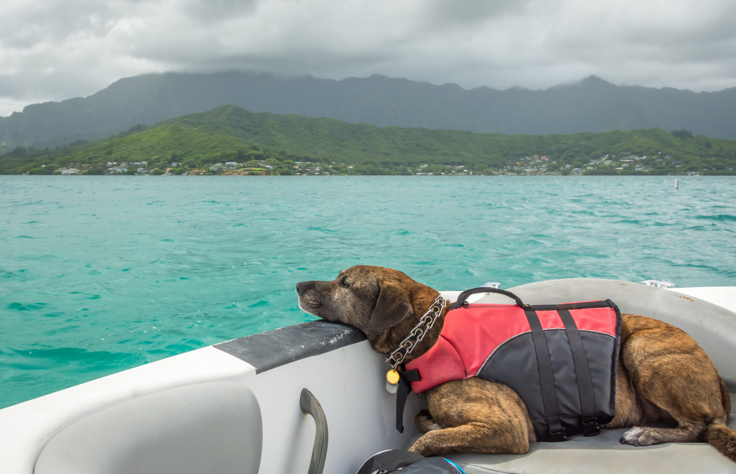 lazy dog resting on a boat, wearing a lifejacket